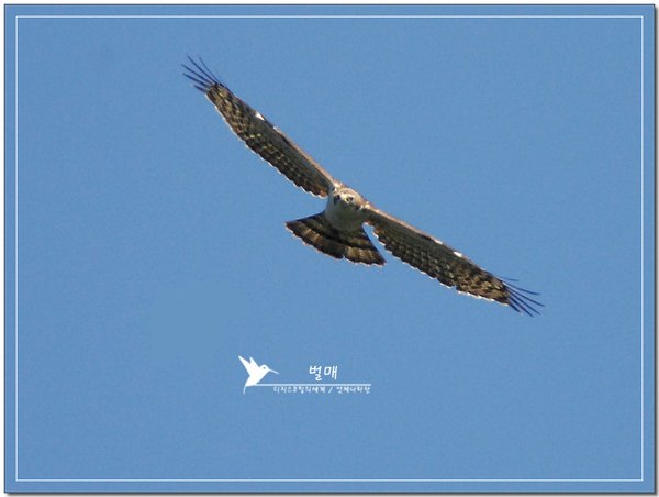 벌매